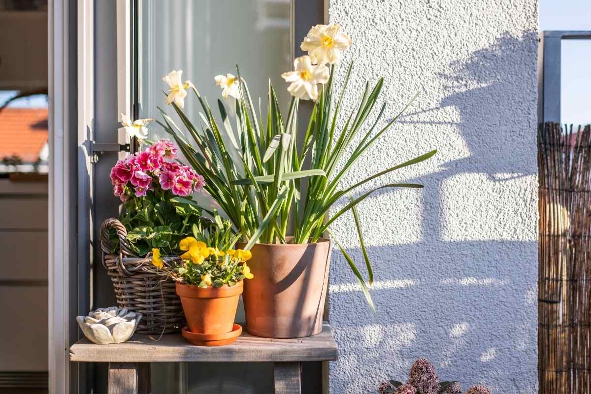 Les meilleures plantes pour un jardin de balcon